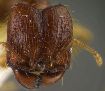 Media type: image;   Entomology 34138 Aspect: head frontal view